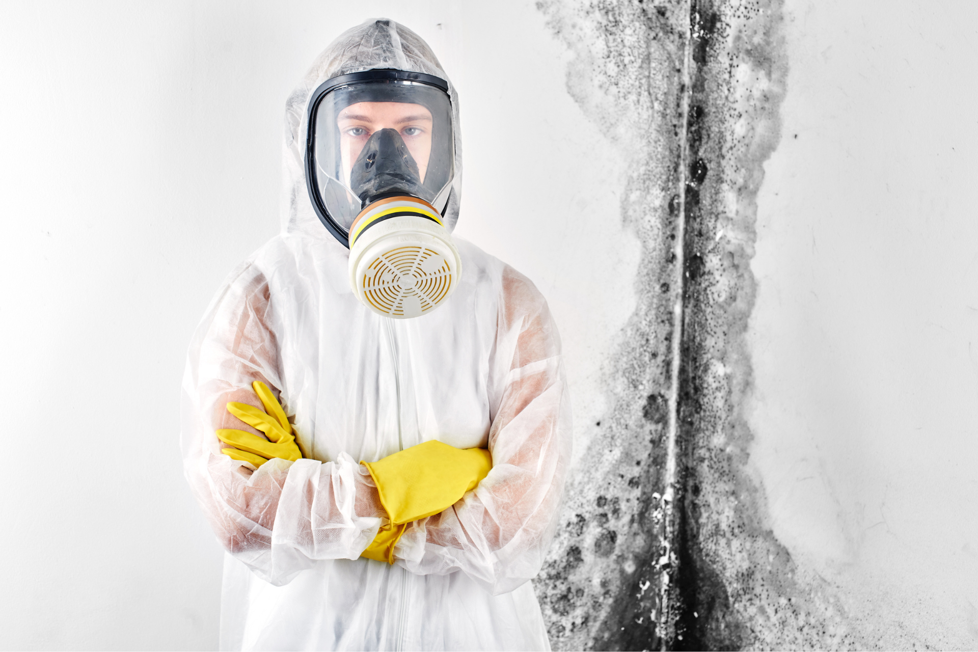 Mold Removal Services