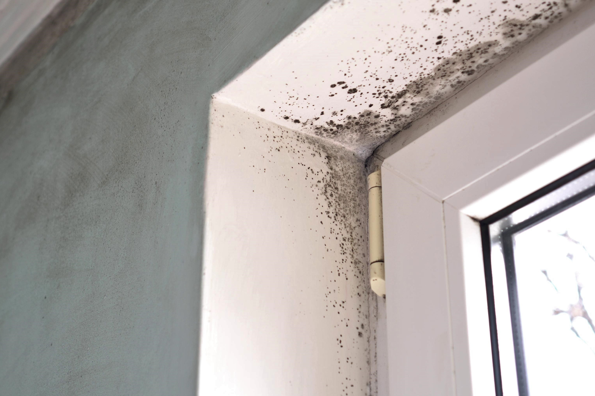 Mold Growth