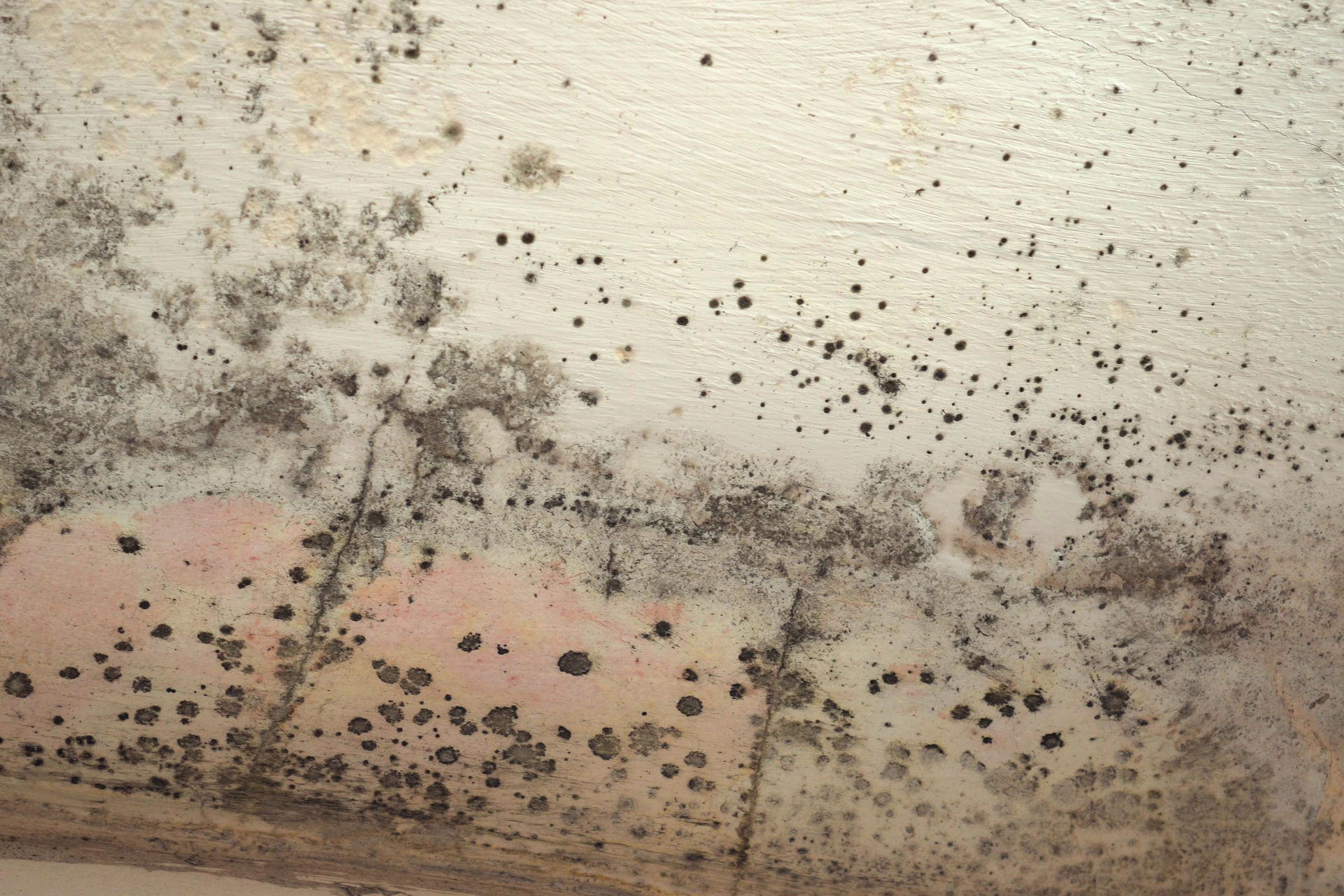 Mold Growth 