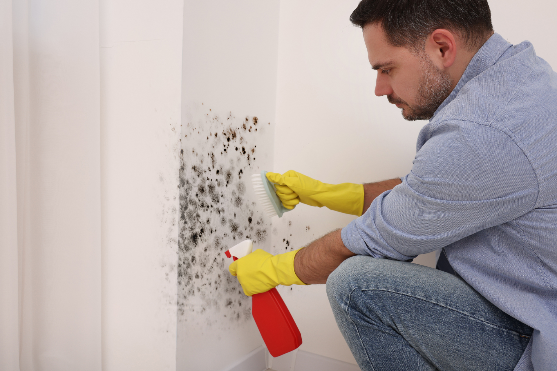 Mold Removal 