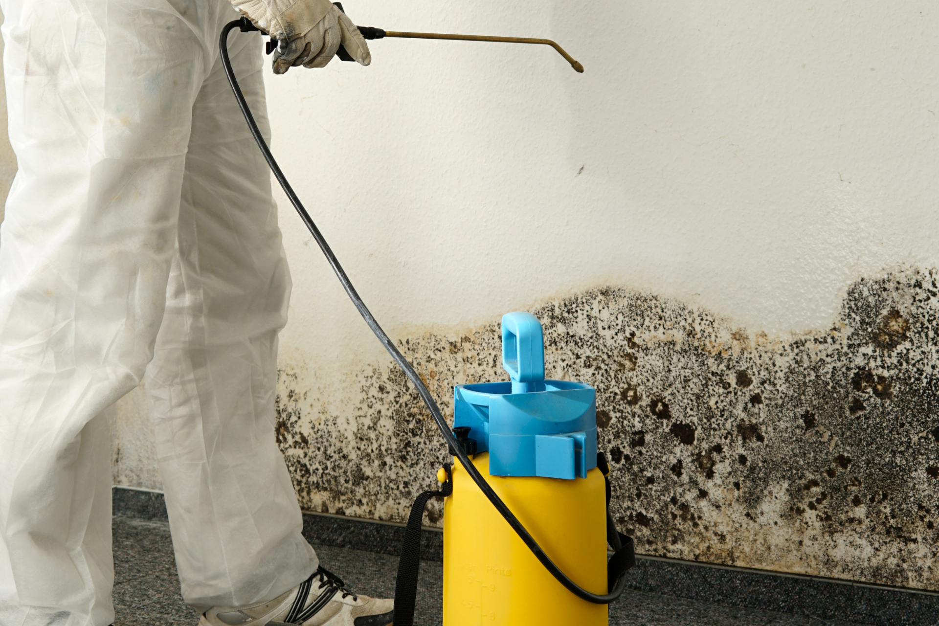 Mold Remediation