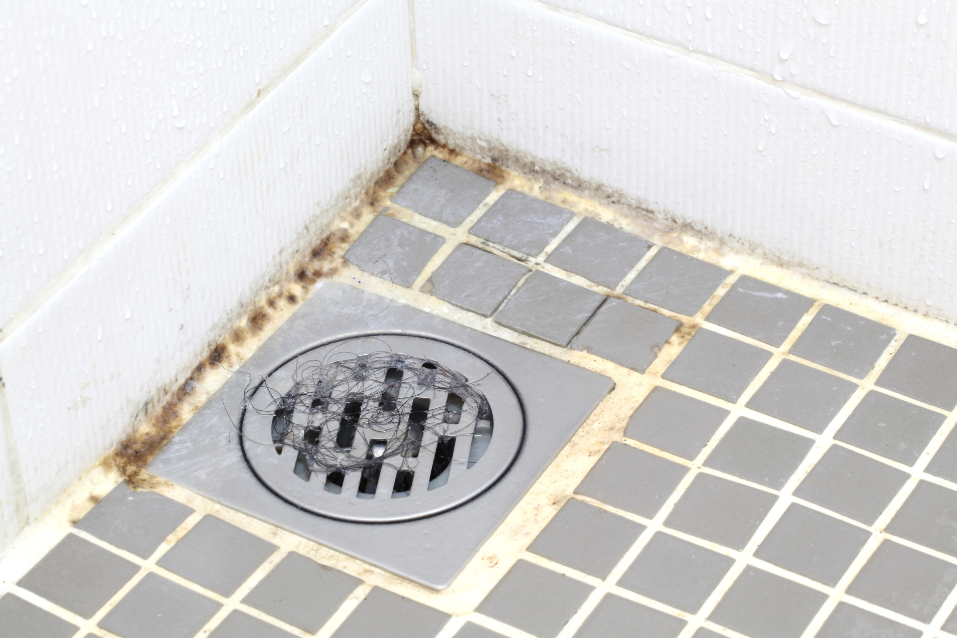 Mold Growth in Your Bathroom