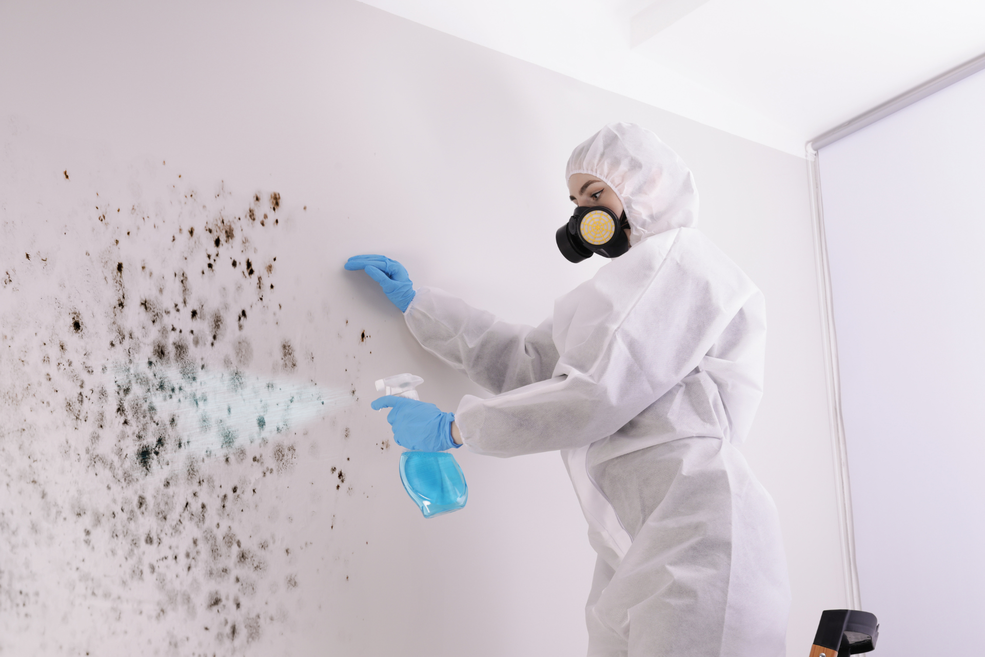 Mold Removal