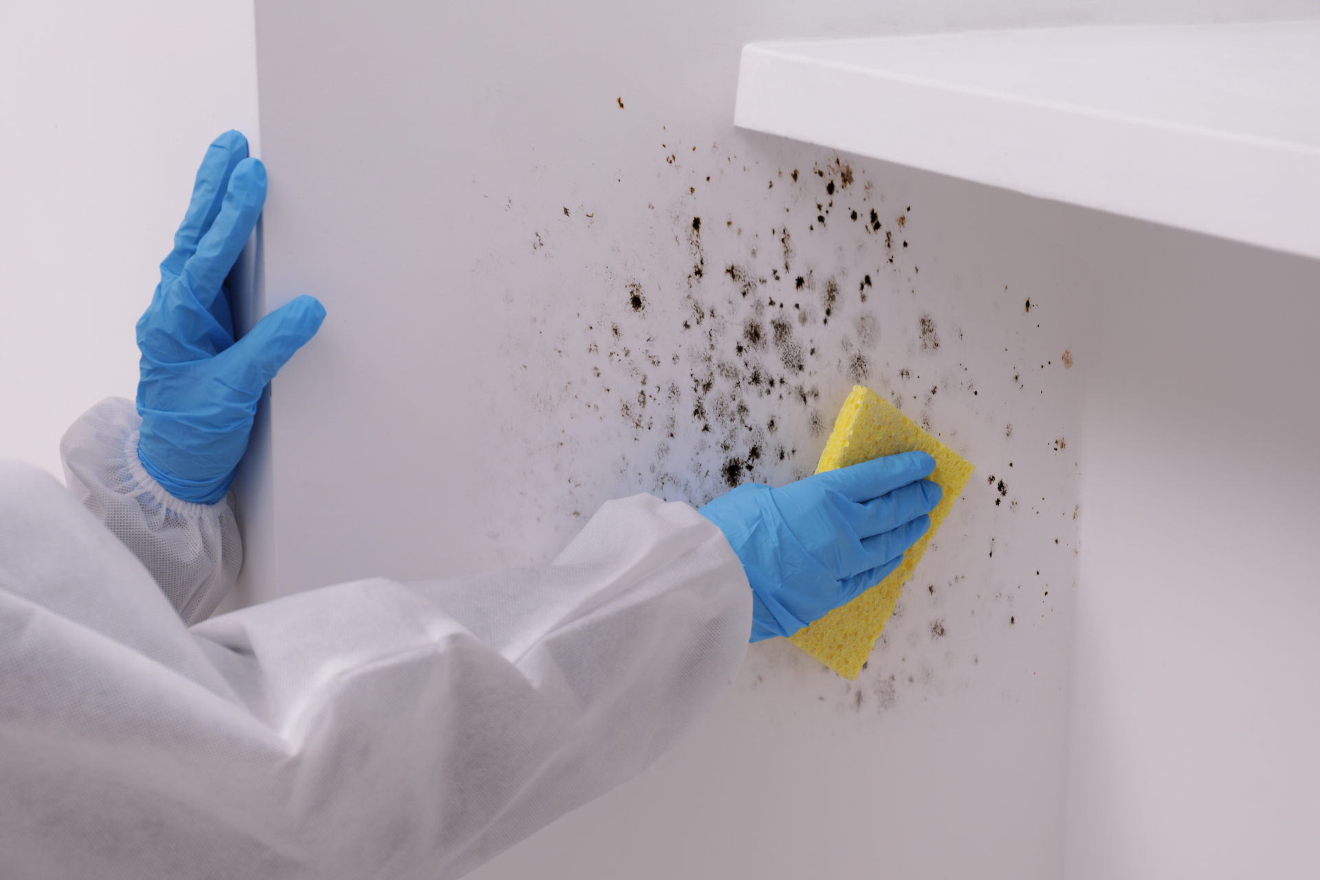  Professional Mold Removal Services