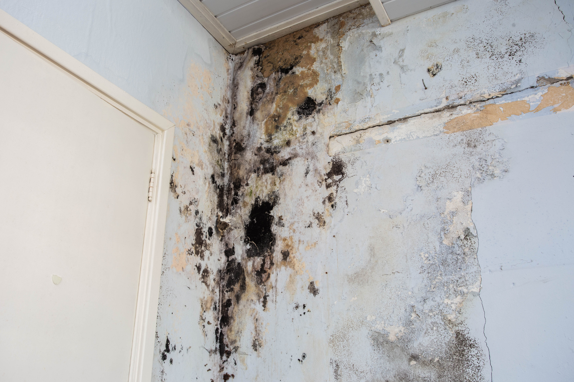 Mold Growth 