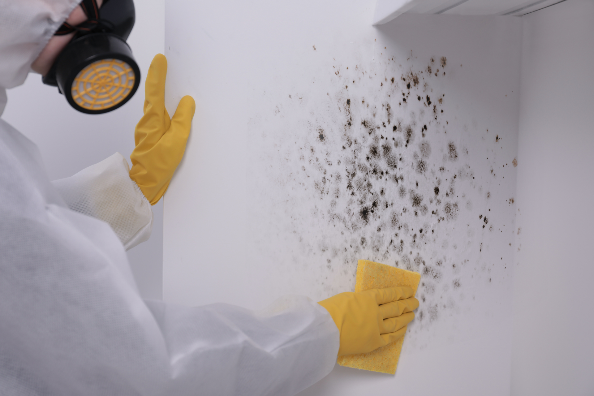 Mold Remediation