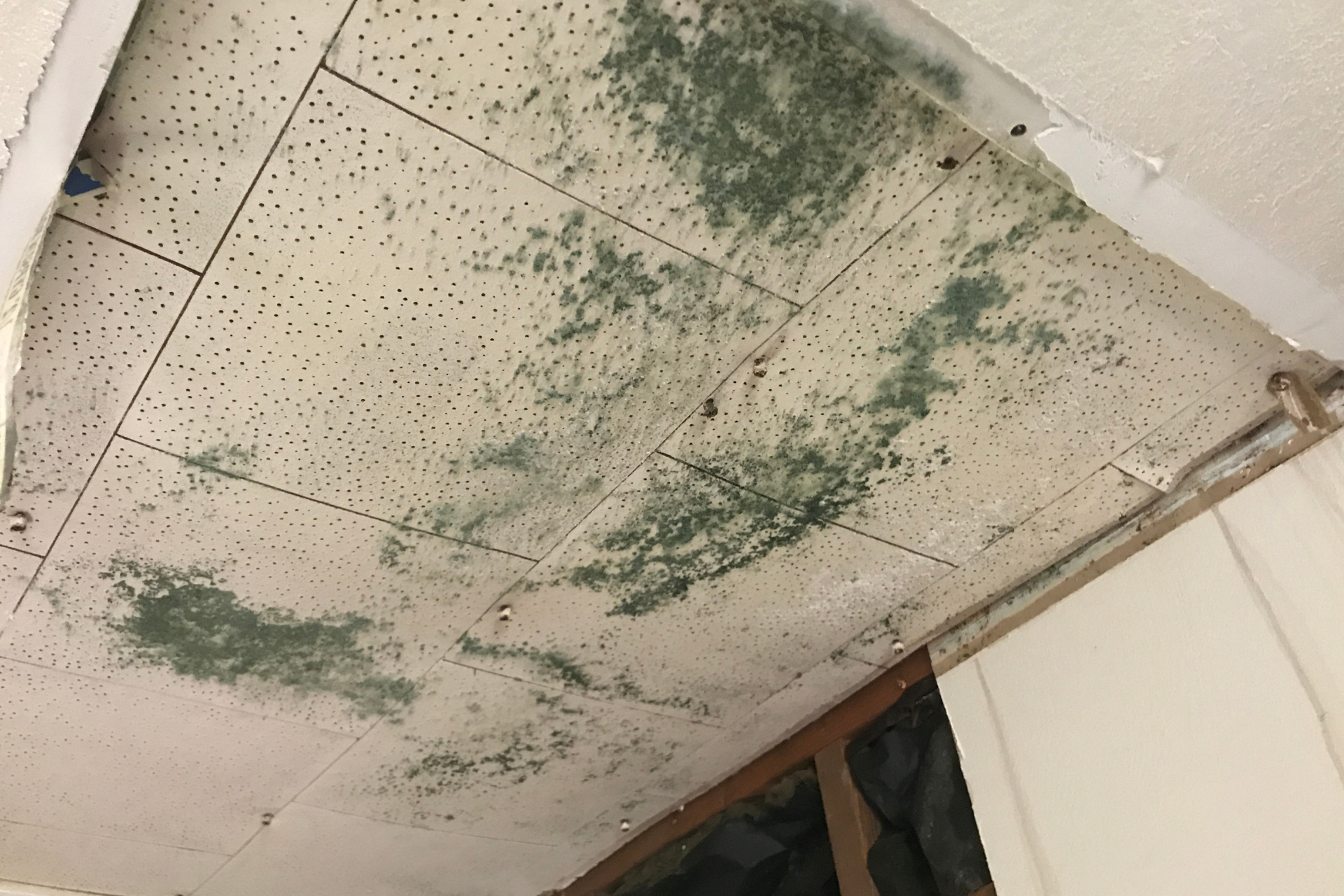 Mold Growth