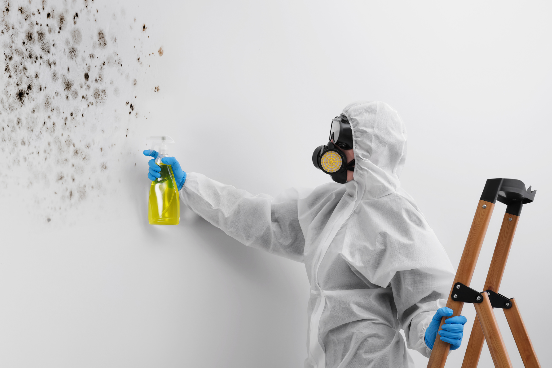 Professional Mold Removal Services