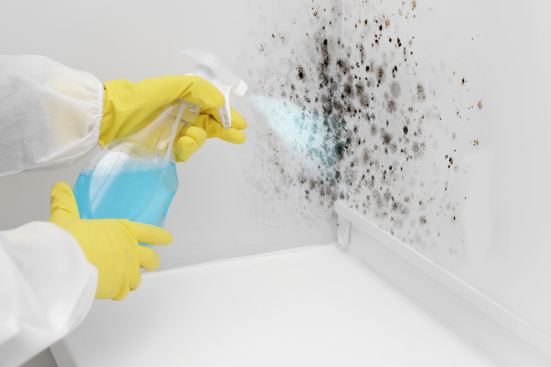 Mold Remediation 