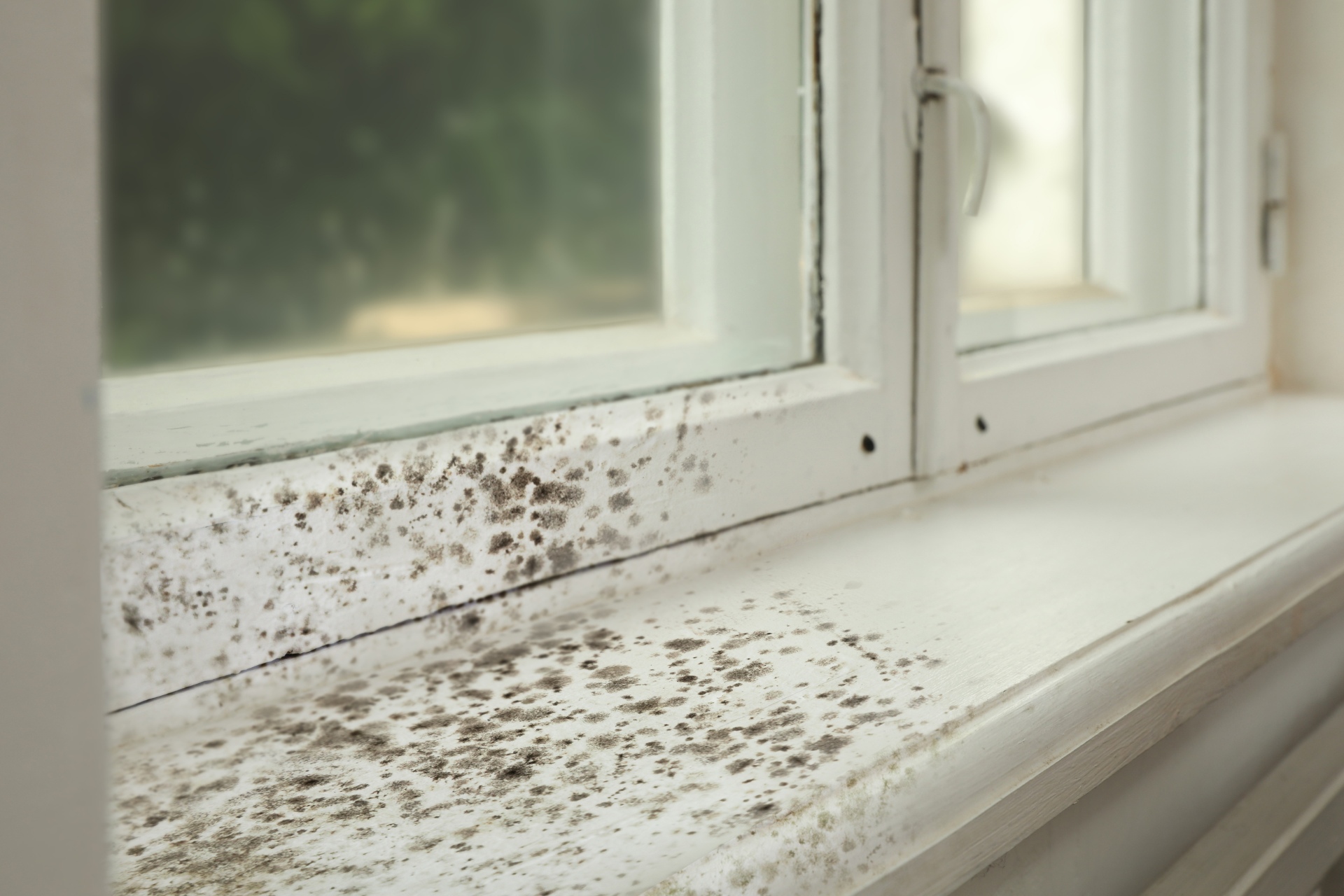 Mold Growth