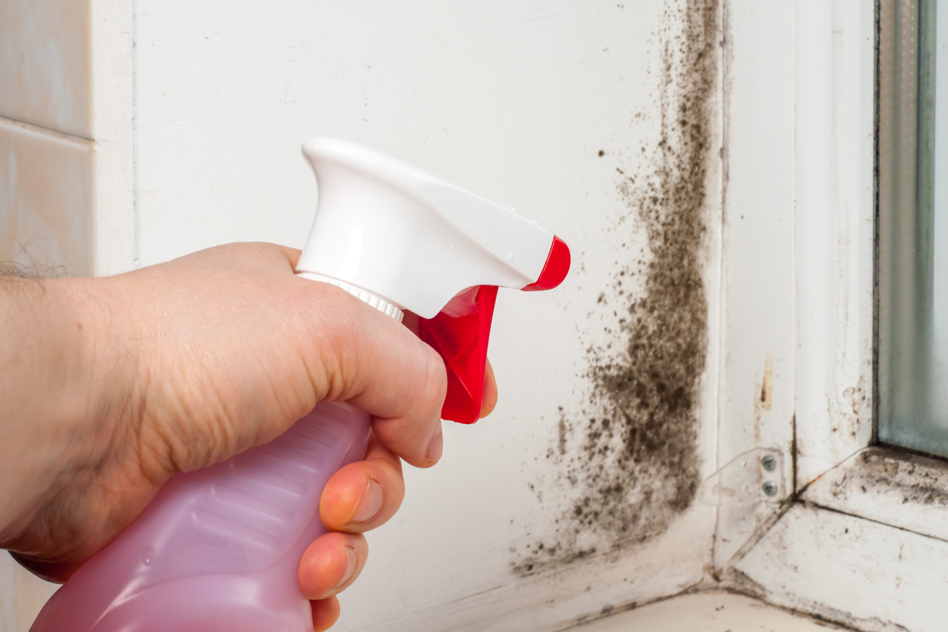 Mold and Mold Removal