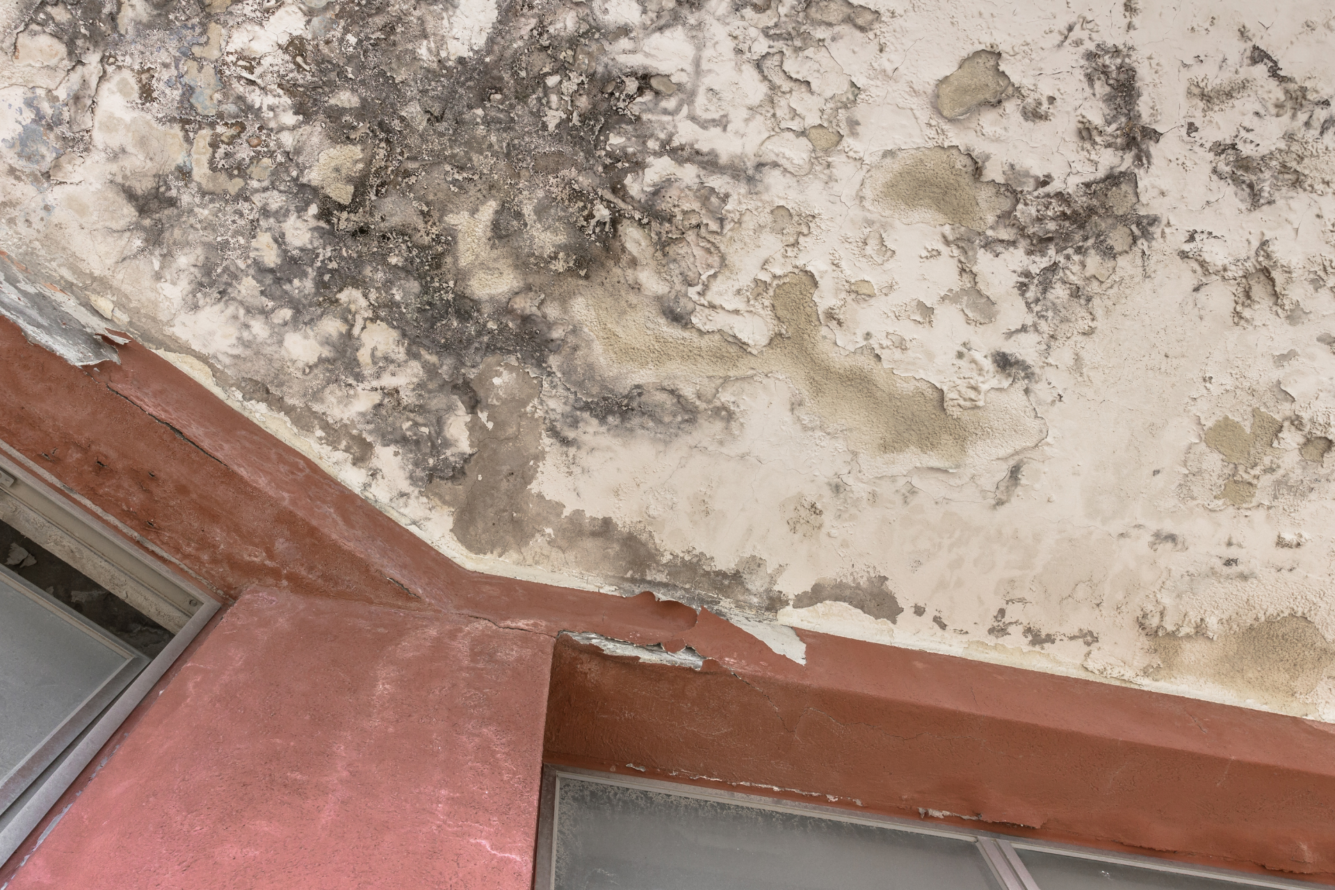 Mold Growth After Water Damage
