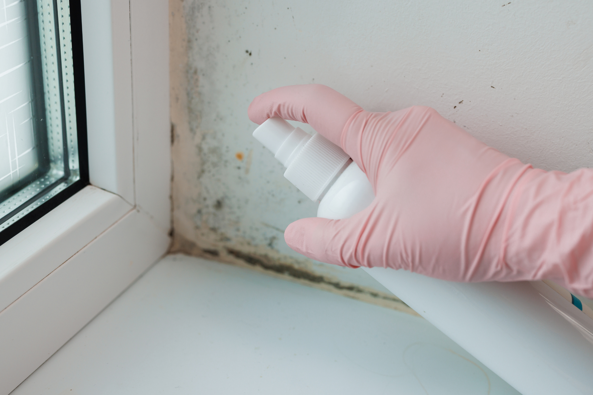 Professional Mold Remediation