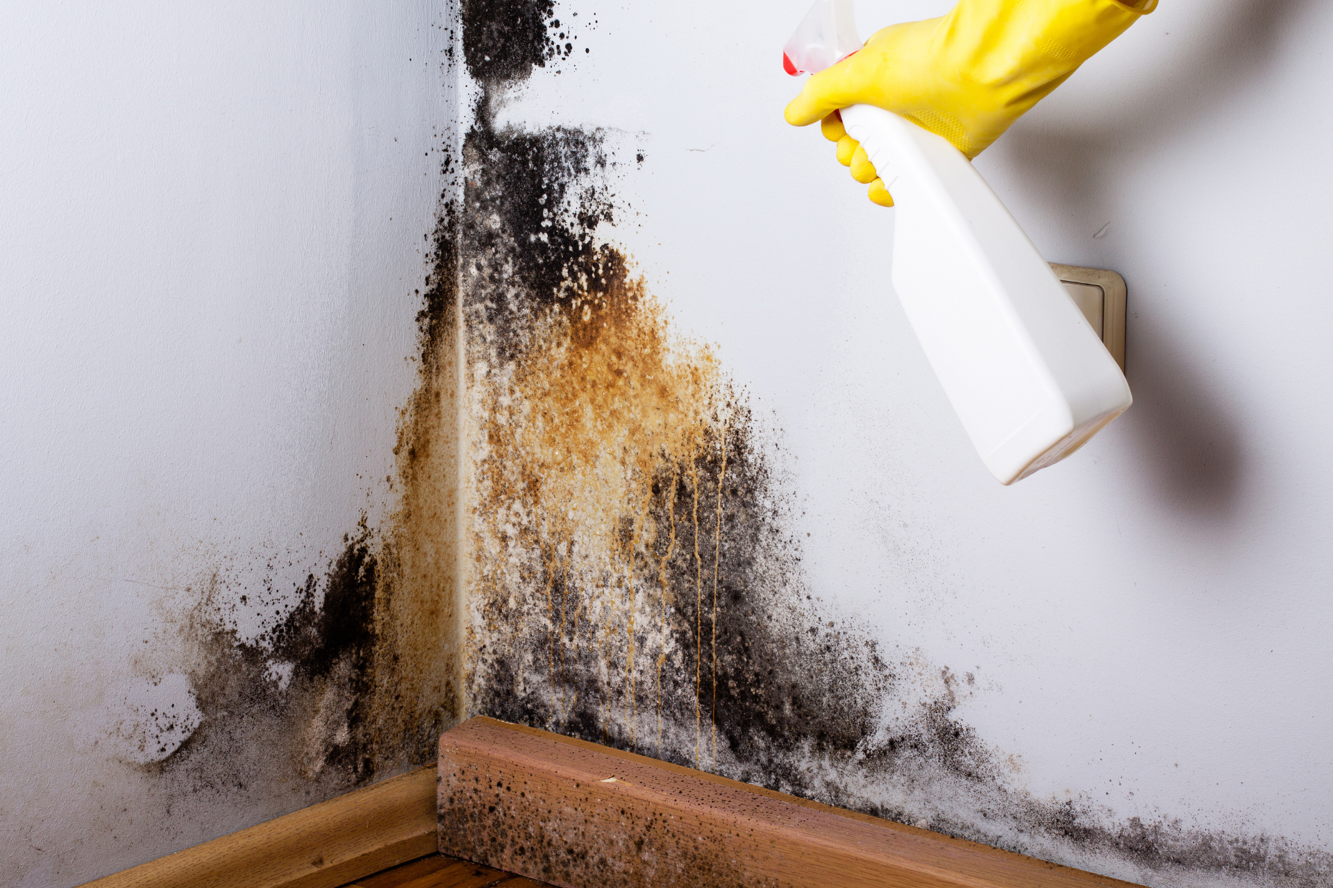 Black Mold Spray