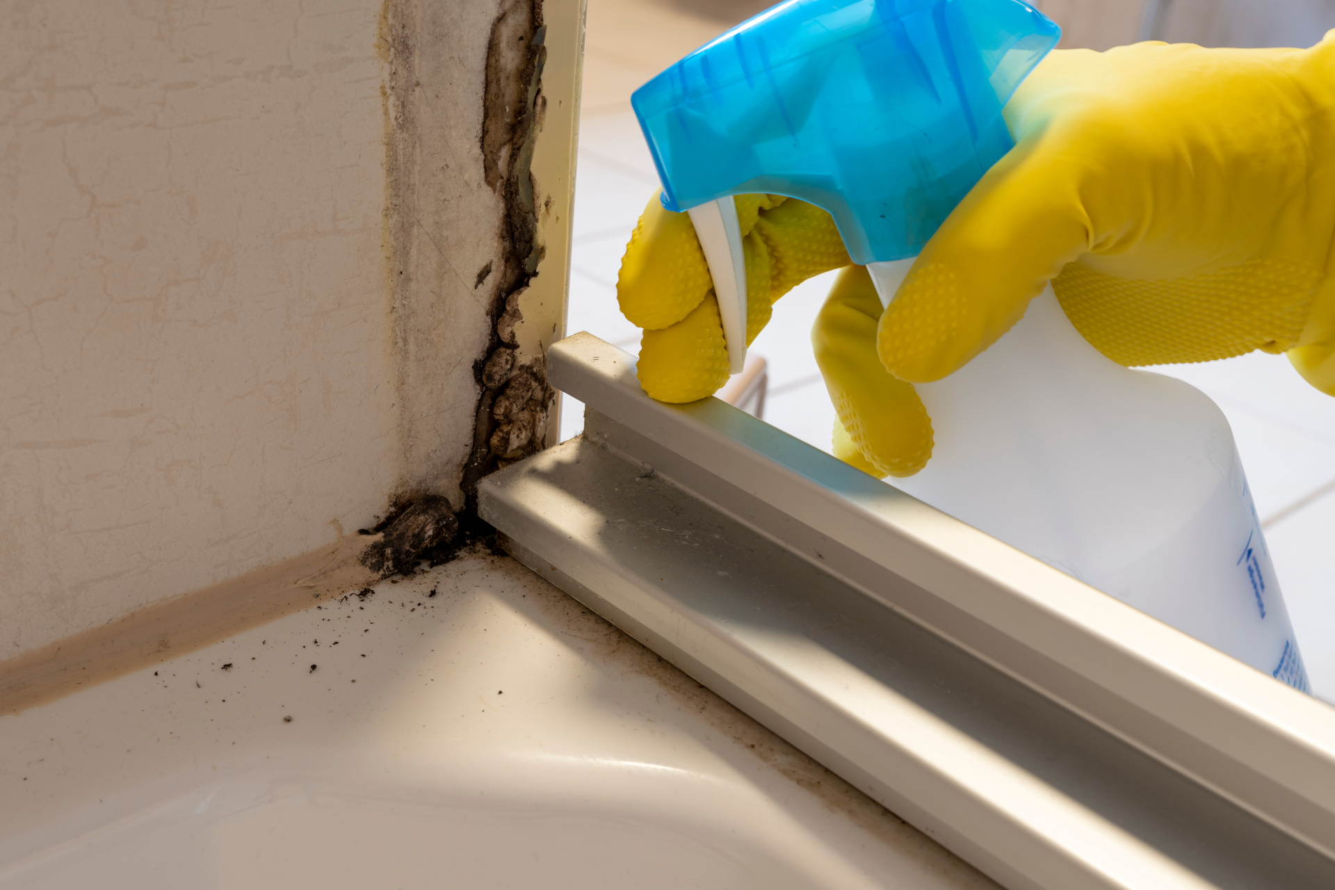 Mold Remediation