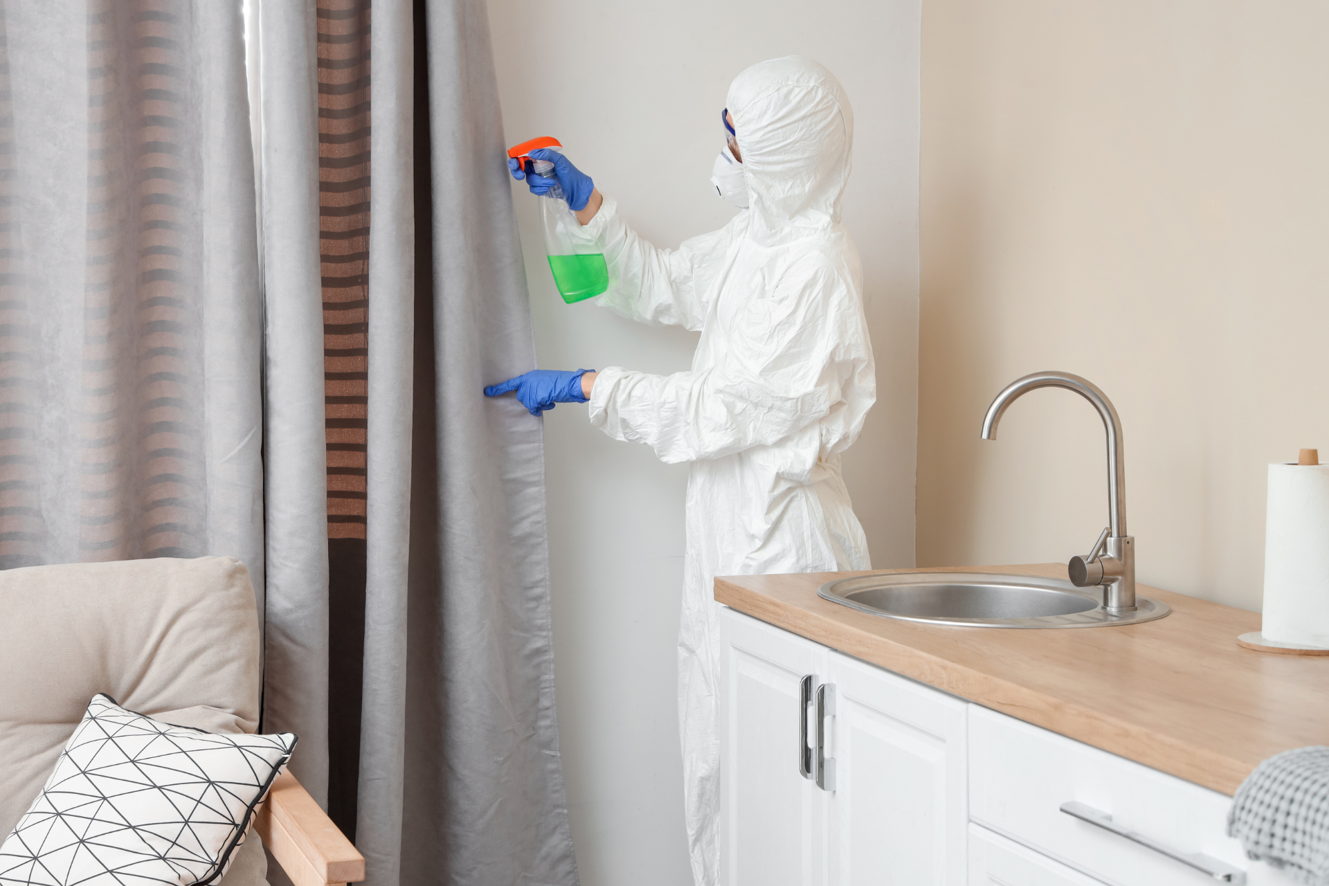 Professional Mold Removal 