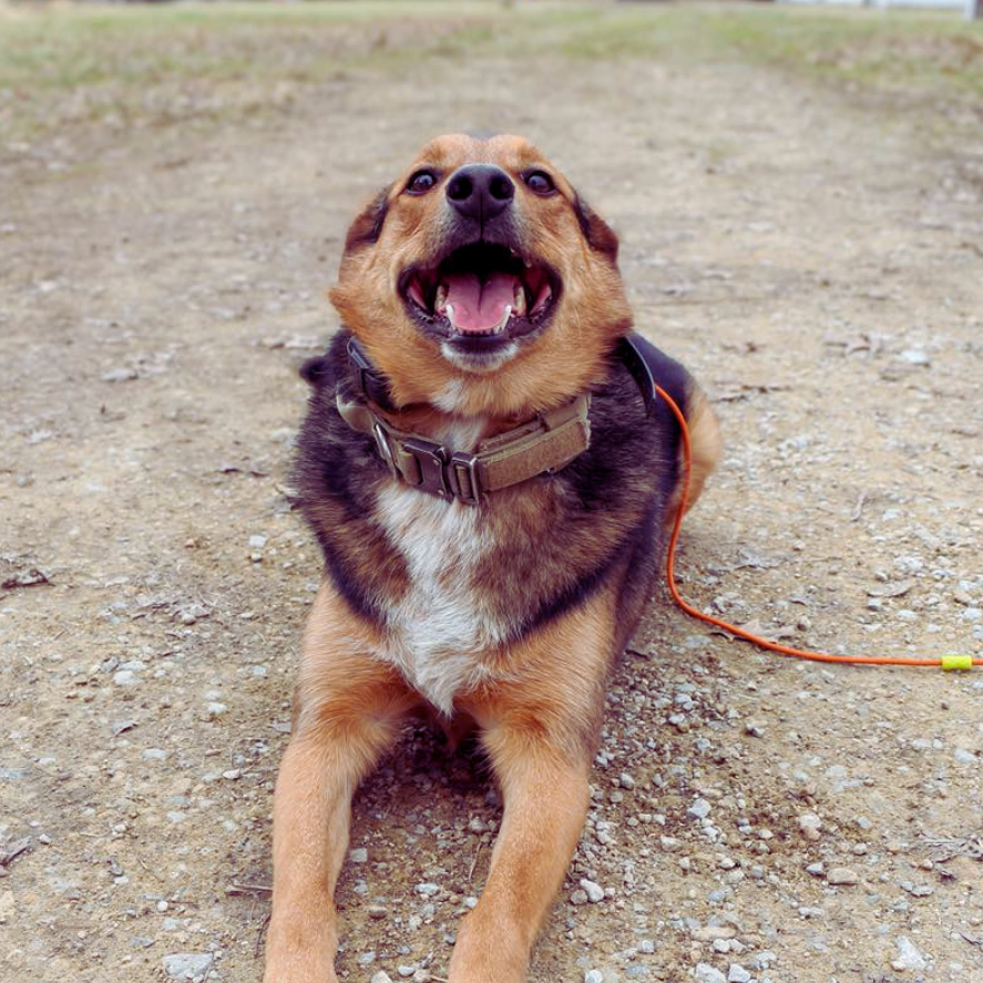 Happy brown-and-black dog lying on a gravel path with mouth open and leash attached