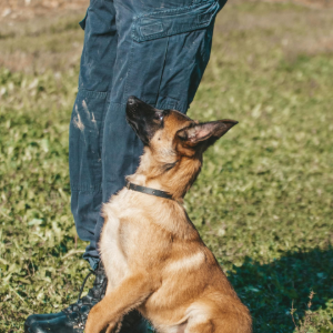 A brown puppy sitting on grass, gazing up at a person standing next to it in a sunny outdoor setting.