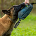 A Belgian Malinois biting a blue training tug held by a person in a grassy field.
