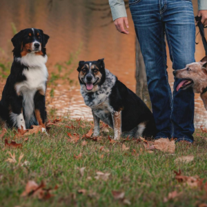 Two people stand outdoors with four dogs of various breeds and colors, positioned in a grassy area with autumn leaves.