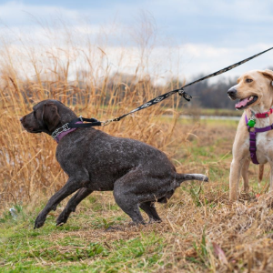 A person walks two dogs, one dark brown and one tan, through a grassy field by a body of water.