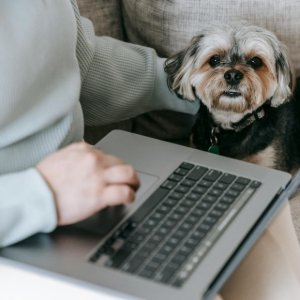 A person in a light green long-sleeved shirt types on a laptop while petting a small, tan and black dog on a couch.