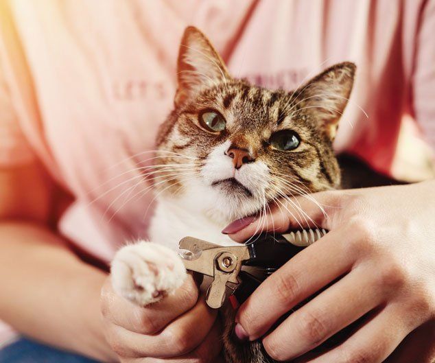 Cat Claw Care — Drive, Dallas, TX — Smith Animal Clinic