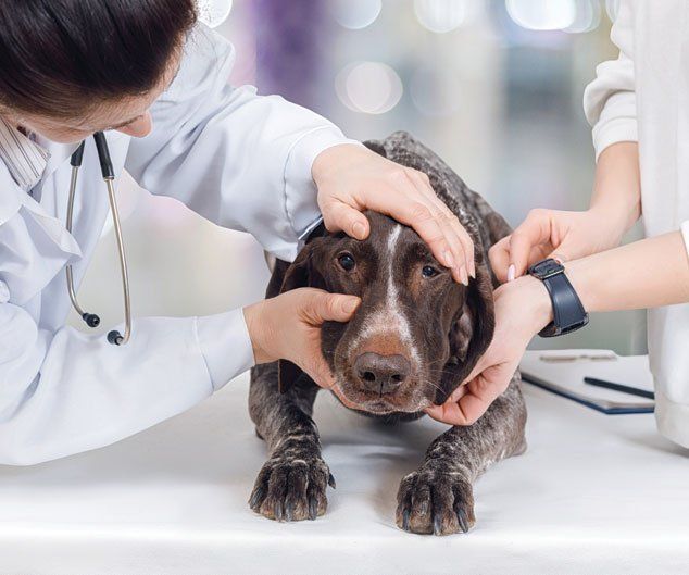 Vet is Treating a Dog — Drive, Dallas, TX — Smith Animal Clinic