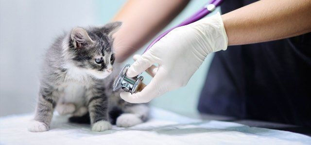 Veterinary Doctor Using Stethoscope for Kitten — Drive, Dallas, TX — Smith Animal Clinic