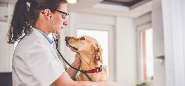Veterinarian Examining Dog — Drive, Dallas, TX — Smith Animal Clinic