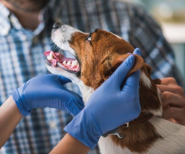 Dog is Being Examined by the Veterinarian — Drive, Dallas, TX — Smith Animal Clinic