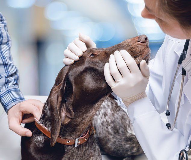 Doctor Examines the Dog's Eyes — Drive, Dallas, TX — Smith Animal Clinic