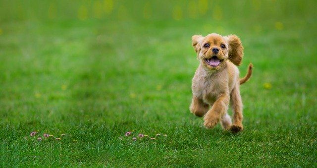Dog Running — Drive, Dallas, TX — Smith Animal Clinic