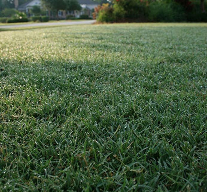 Early Morning Frost — Houston, TX — Cornett Grass — Houston, TX — Cornett Grass
