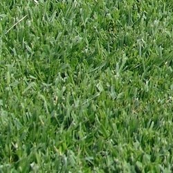 Local Sod Types | Houston, TX | Cornett Grass