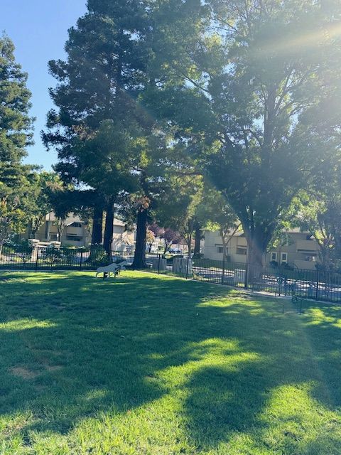 Grassy park with tall trees, sunlight, and buildings in the background.