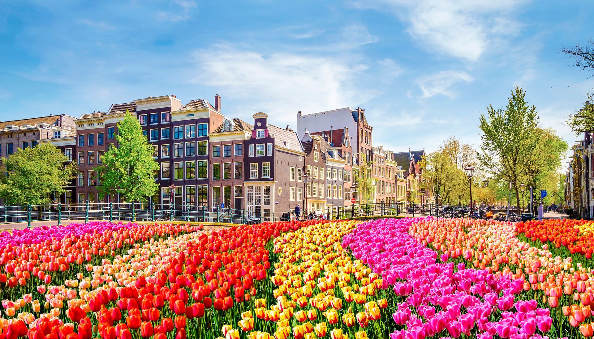 Rows of colorful tulips in Amsterdam, Netherlands, with canal houses in the background under a bright blue sky.