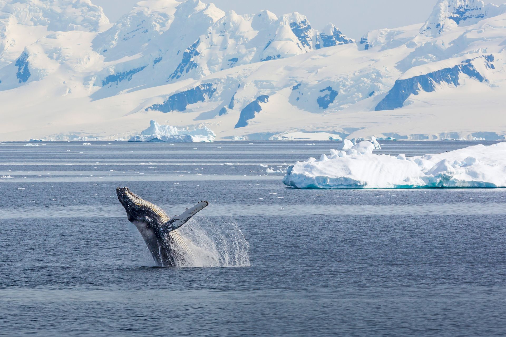 Humpback whale breaching out of icy blue water, snow-covered mountains in background.