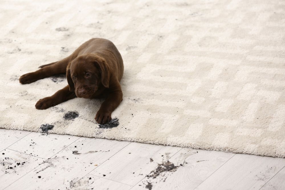 Labrador Puppy Lying on A Light Rug Surrounded by Muddy Paw Prints — Totally Green Cleaning Solutions in Kambah, ACT