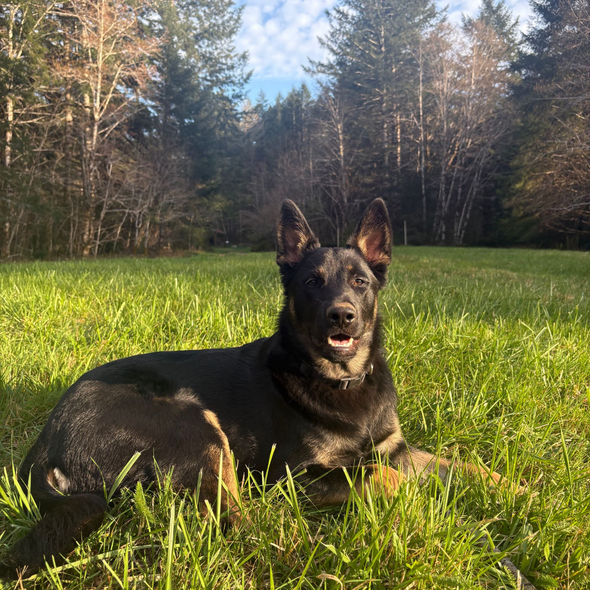 Black and tan dog, Ender, lying in grass in a sunny wooded clearing, looking at the camera.
