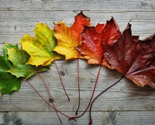 Five colorful autumn maple leaves arranged in a row on weathered gray wood