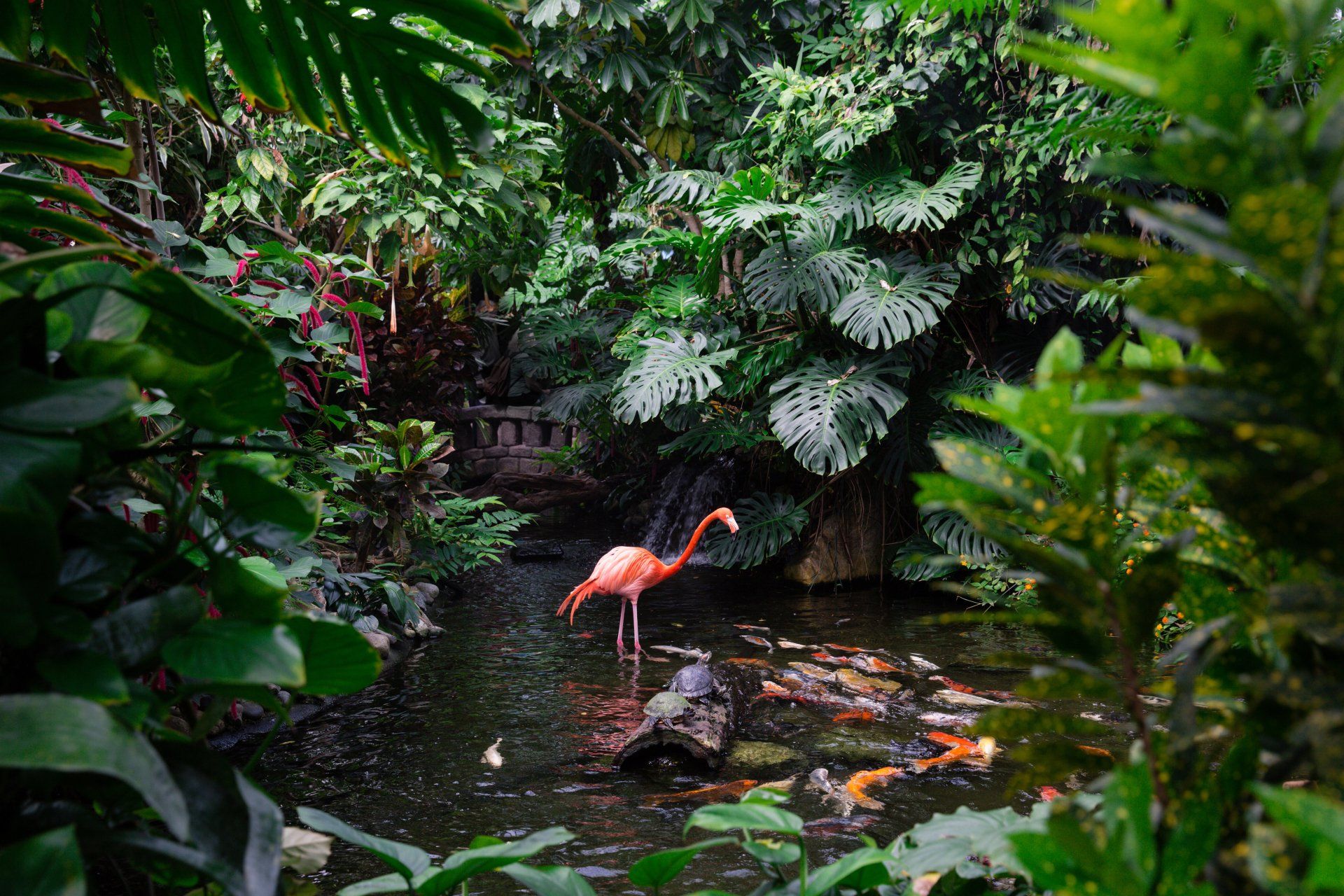 Victoria Butterfly Garden