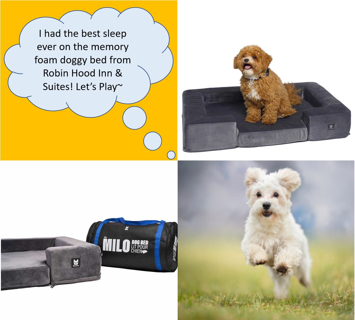 Best Sleep Ever - Fido