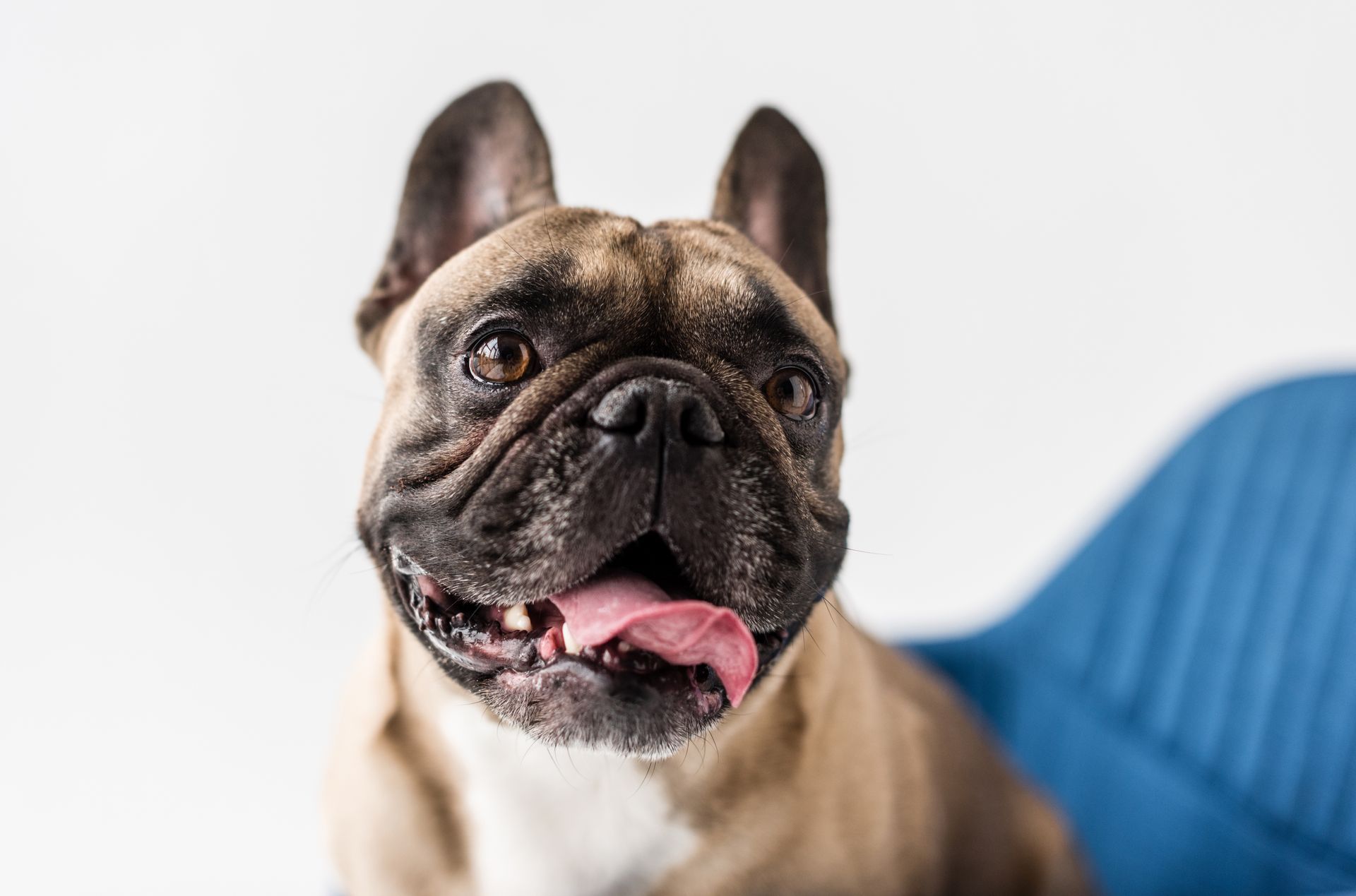 A french bulldog is sitting on a blue blanket and sticking its tongue out.