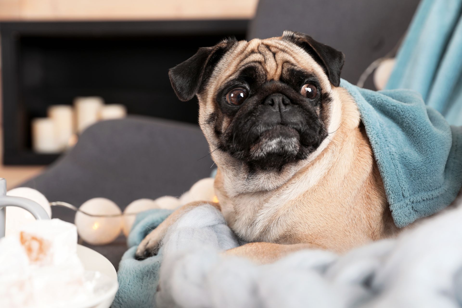 A pug dog is laying on a couch under a blanket.