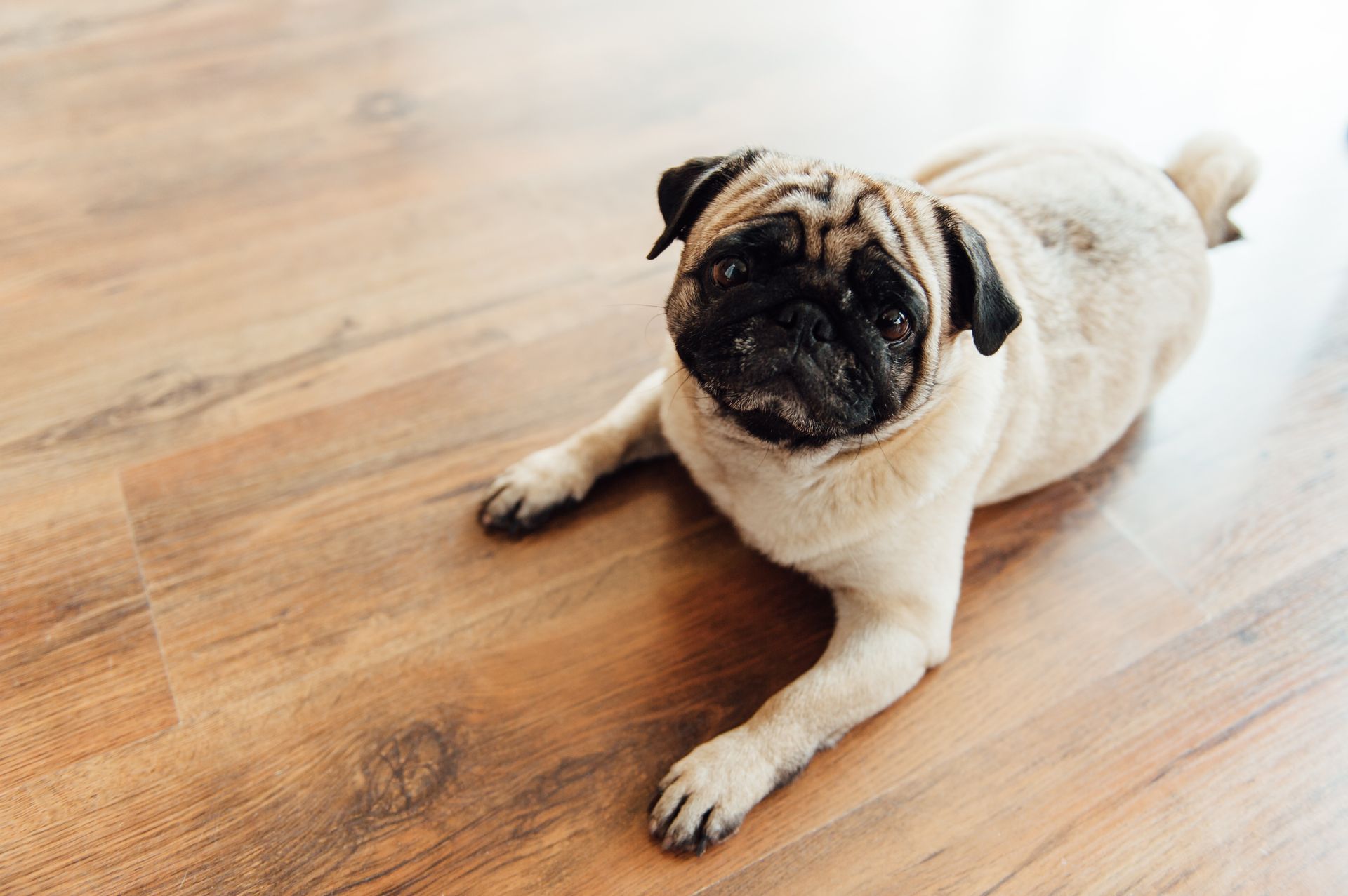A pug dog is laying on a wooden floor and looking up.
