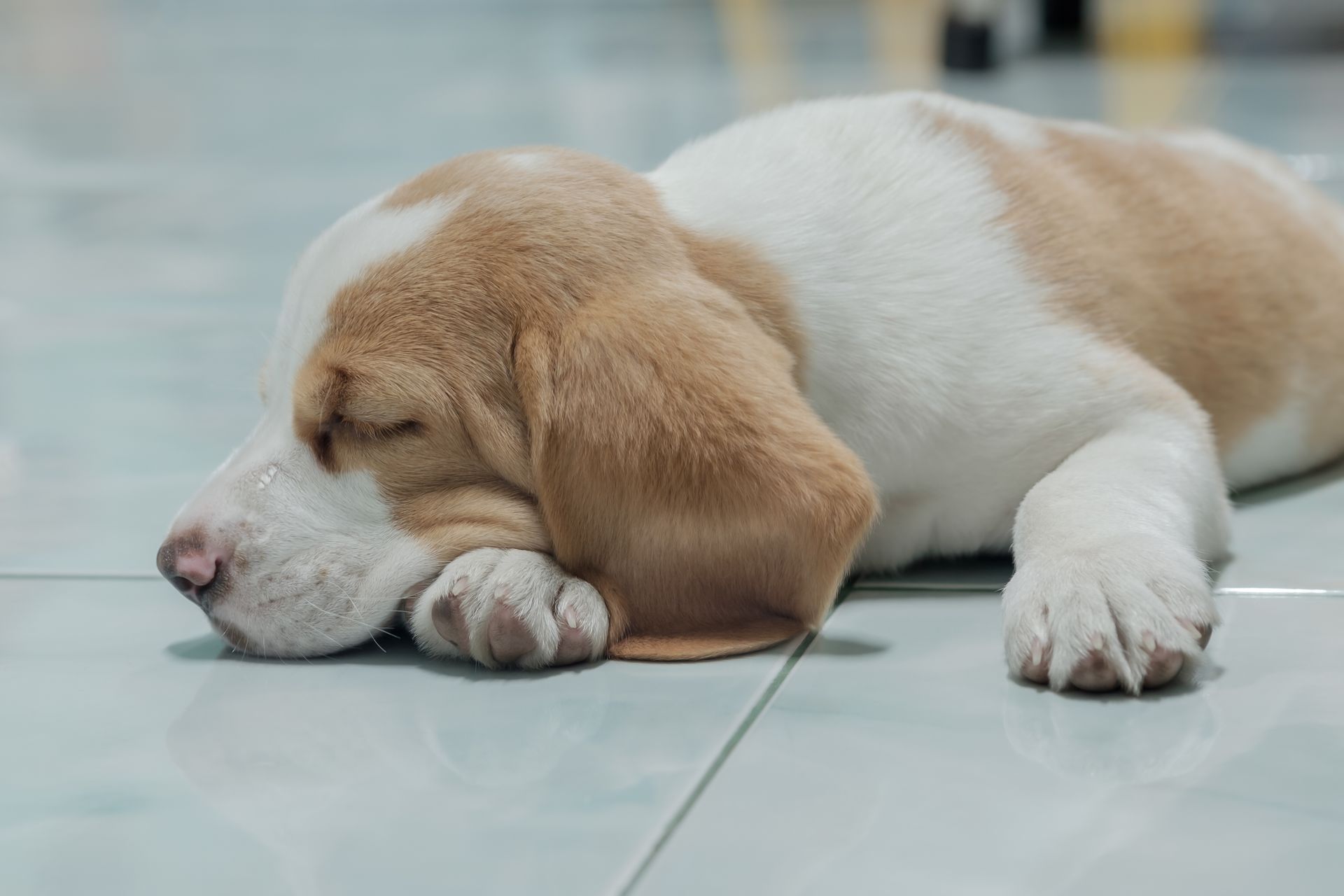A brown and white puppy is sleeping on the floor.