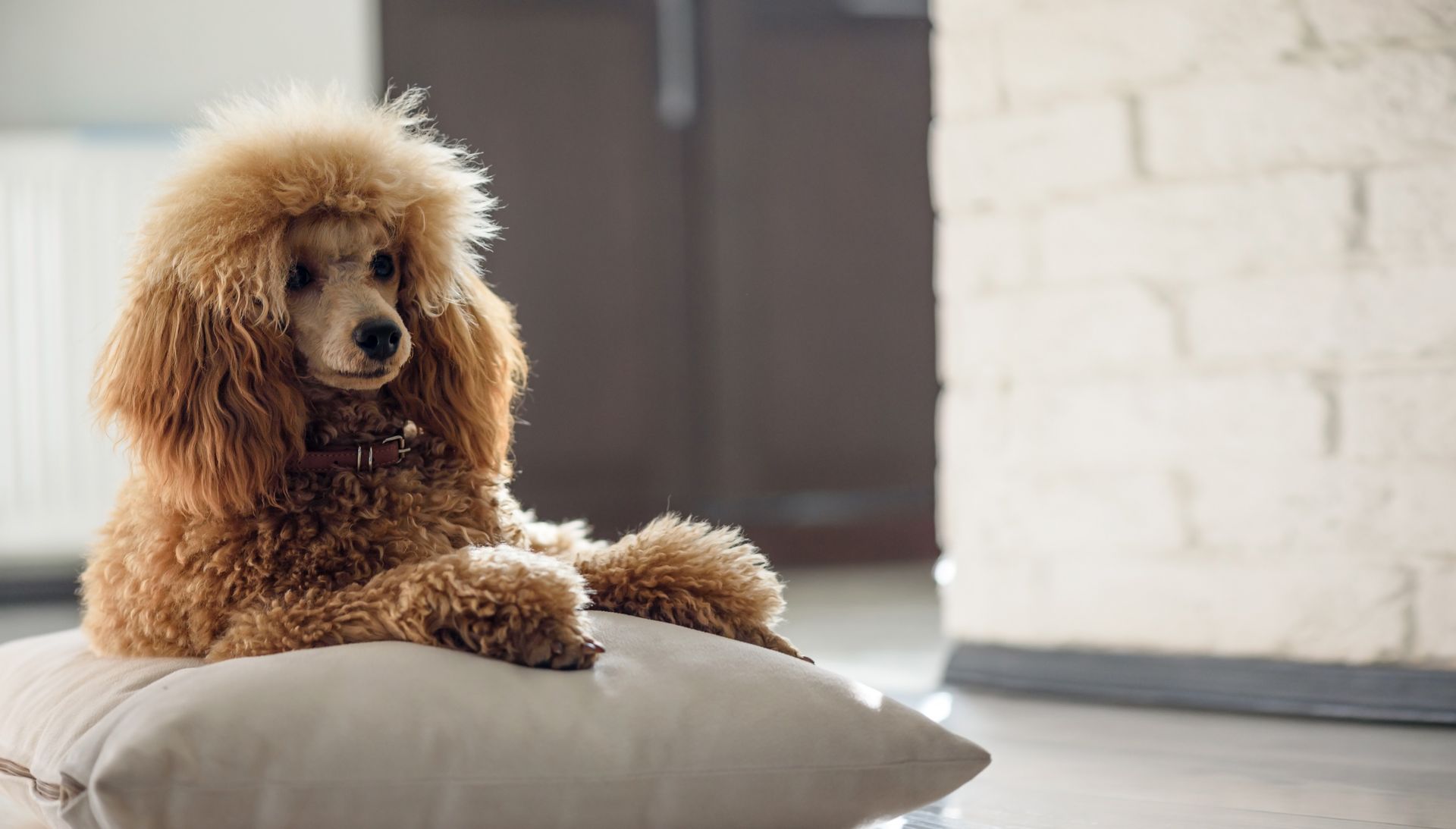 A brown poodle is sitting on a pillow in a living room.