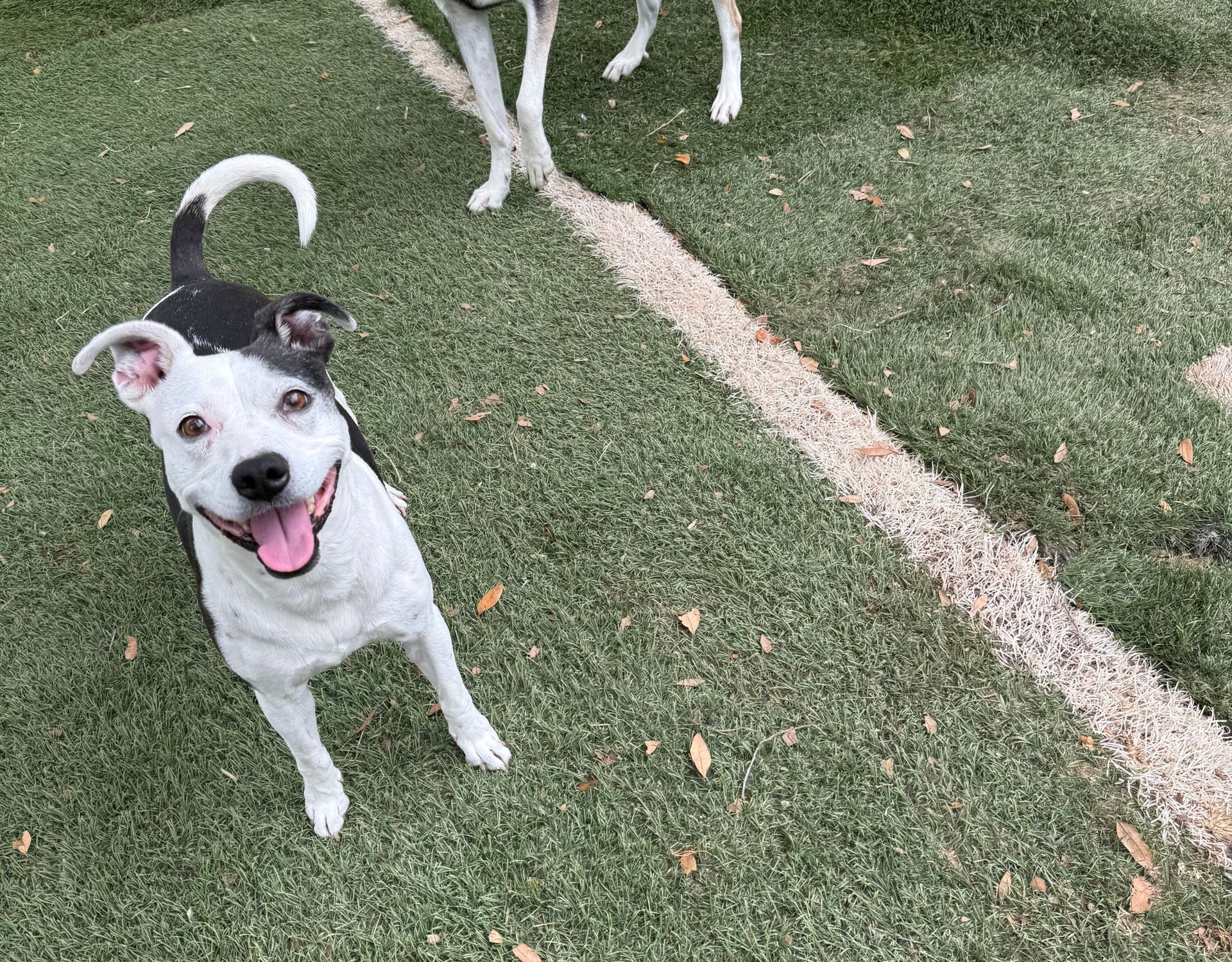 A black and white dog is standing on top of a lush green field.
