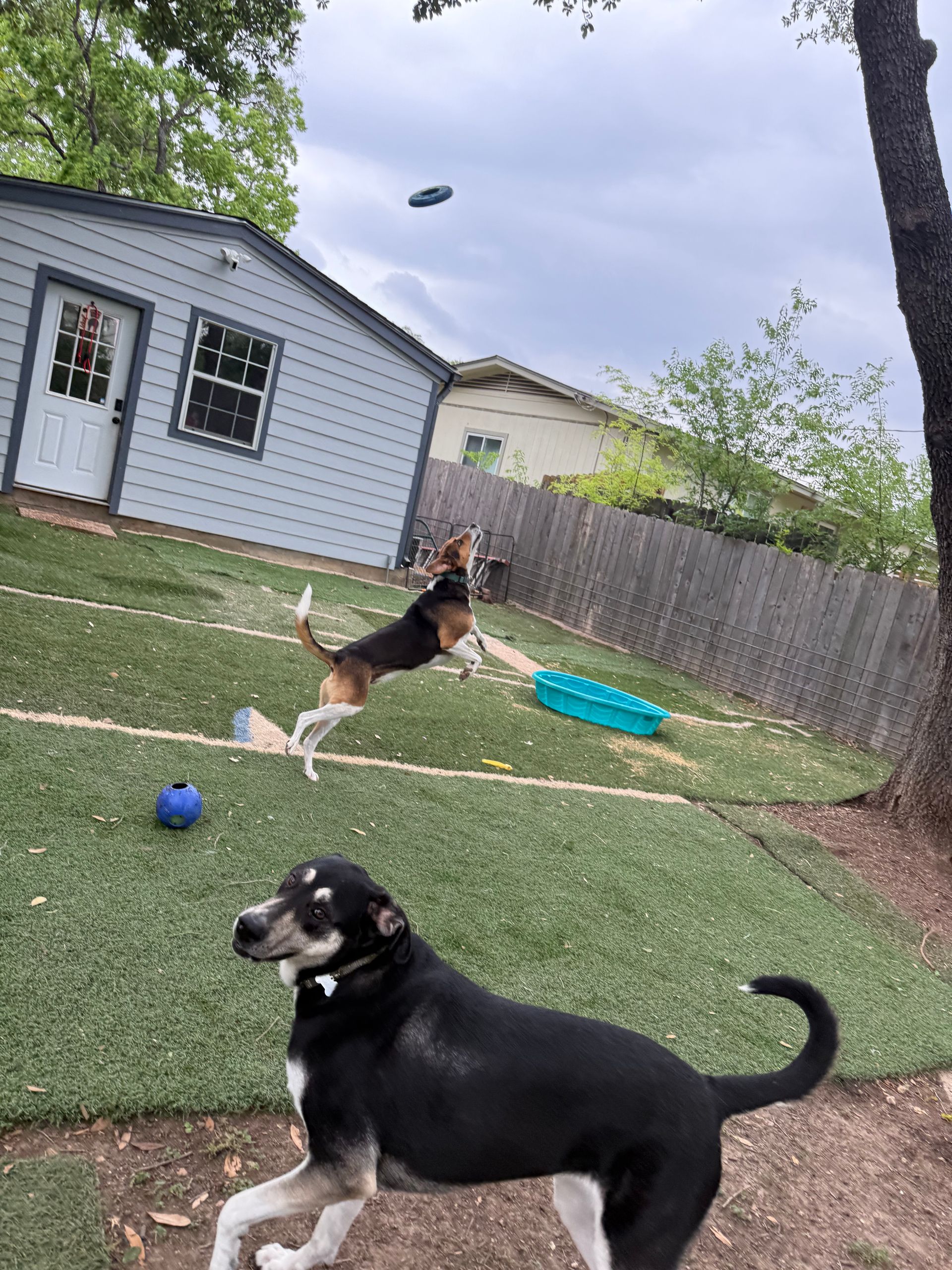 Two dogs are playing in a backyard with a frisbee in the air.